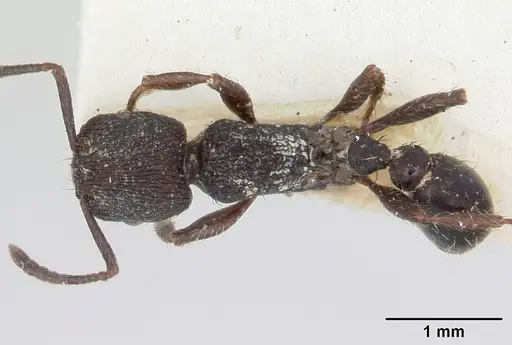 Pogonomyrmex schmitti specimen CASENT0173356 image casent0173356_1