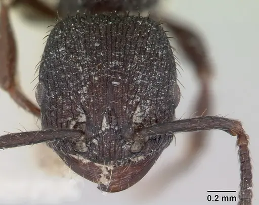 Pogonomyrmex schmitti specimen CASENT0173356 image casent0173356_2