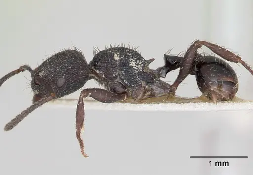Pogonomyrmex schmitti specimen CASENT0173356 image casent0173356_3