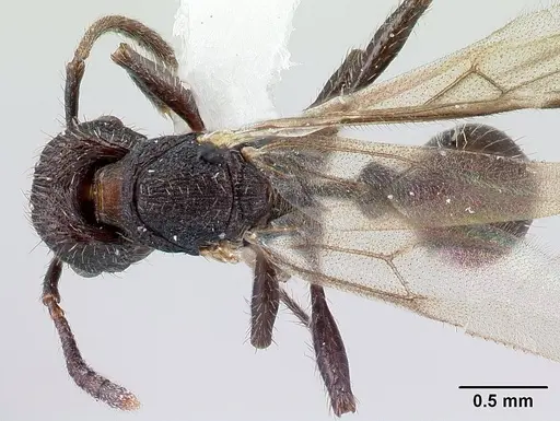 Pogonomyrmex schmitti specimen CASENT0217246 image casent0217246_1