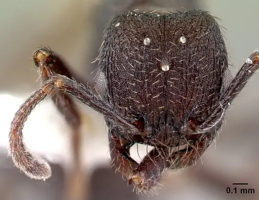 Pogonomyrmex schmitti specimen CASENT0217246 image casent0217246_2