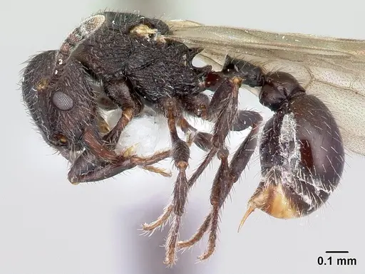 Pogonomyrmex schmitti specimen CASENT0217246 image casent0217246_3