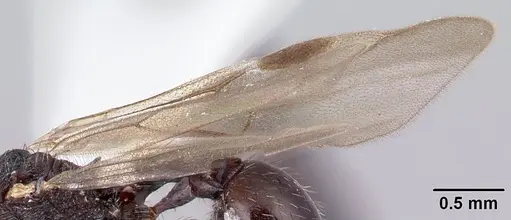 Pogonomyrmex schmitti specimen CASENT0217246 image casent0217246_4
