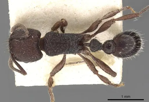 Pogonomyrmex schmitti specimen CASENT0900391 image casent0900391_1
