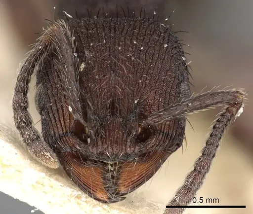 Pogonomyrmex schmitti specimen CASENT0900391 image casent0900391_2