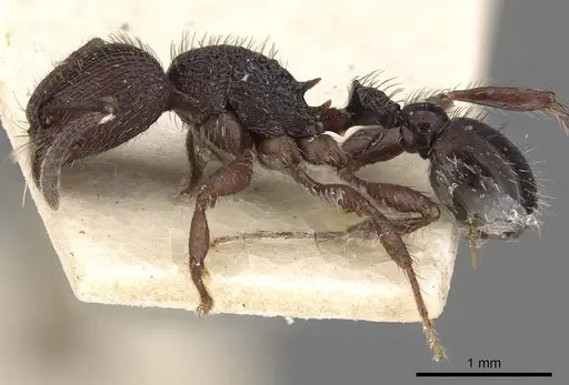 Pogonomyrmex schmitti specimen CASENT0900391 image casent0900391_3