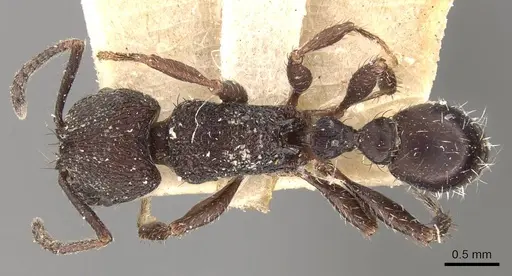 Pogonomyrmex schmitti specimen CASENT0907674 image casent0907674_1