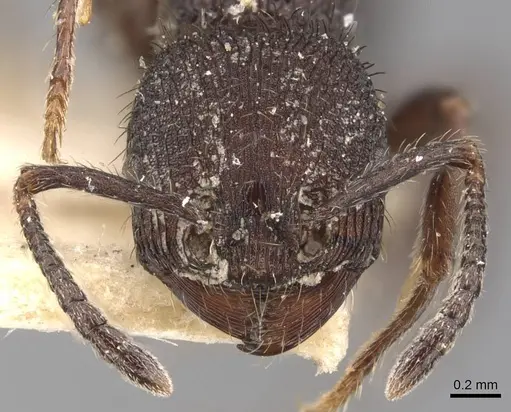 Pogonomyrmex schmitti specimen CASENT0907674 image casent0907674_2