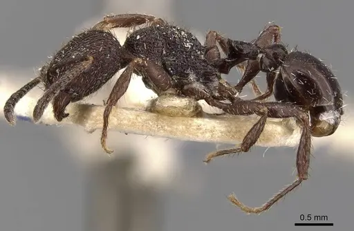 Pogonomyrmex schmitti specimen CASENT0907674 image casent0907674_3