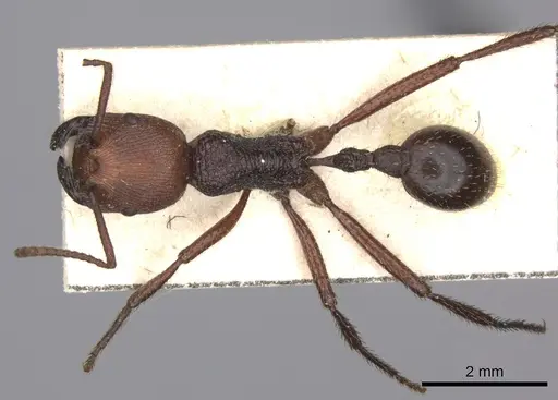 Pogonomyrmex serpens specimen CASENT0235269 image casent0235269_1