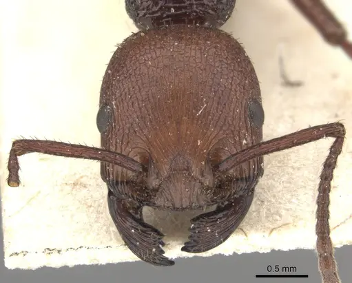 Pogonomyrmex serpens specimen CASENT0235269 image casent0235269_2