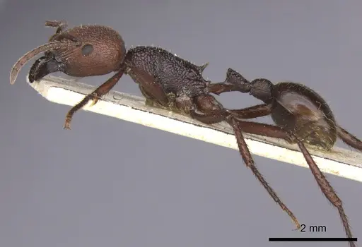 Pogonomyrmex serpens specimen CASENT0235269 image casent0235269_3