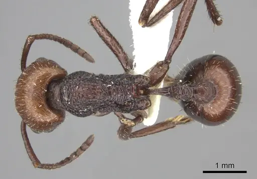 Pogonomyrmex serpens specimen CASENT0235270 image casent0235270_1