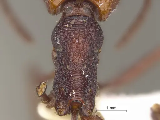 Pogonomyrmex serpens specimen CASENT0235270 image casent0235270_2