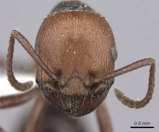 Pogonomyrmex serpens specimen CASENT0235270 image casent0235270_3