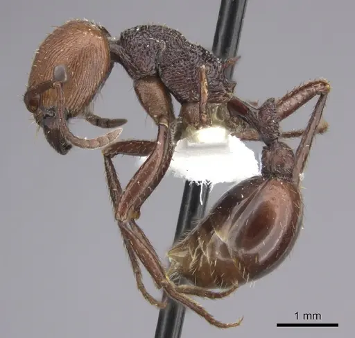 Pogonomyrmex serpens specimen CASENT0235270 image casent0235270_4