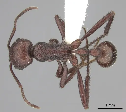 Pogonomyrmex serpens specimen CASENT0235271 image casent0235271_1