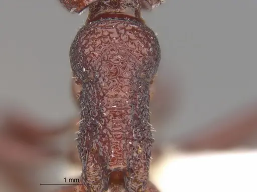 Pogonomyrmex serpens specimen CASENT0235271 image casent0235271_2