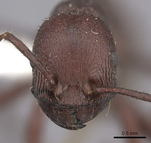 Pogonomyrmex serpens specimen CASENT0235271 image casent0235271_3