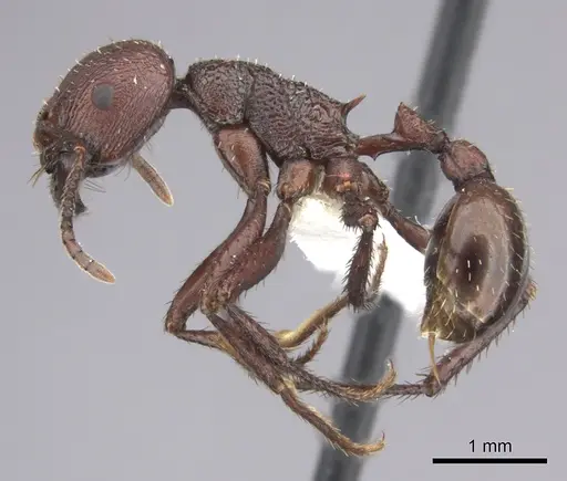 Pogonomyrmex serpens specimen CASENT0235271 image casent0235271_4