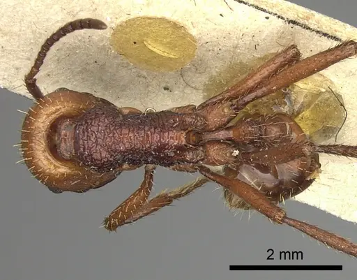 Pogonomyrmex serpens specimen CASENT0249054 image casent0249054_1