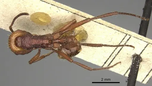 Pogonomyrmex serpens specimen CASENT0249054 image casent0249054_2