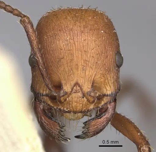 Pogonomyrmex serpens specimen CASENT0249054 image casent0249054_3