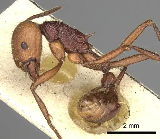 Pogonomyrmex serpens specimen CASENT0249054 image casent0249054_4