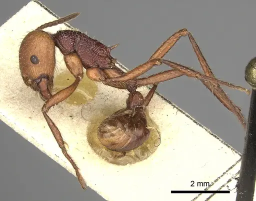 Pogonomyrmex serpens specimen CASENT0249054 image casent0249054_5