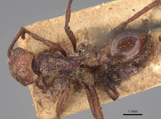 Pogonomyrmex serpens specimen CASENT0914376 image casent0914376_1