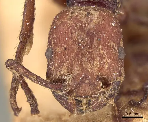 Pogonomyrmex serpens specimen CASENT0914376 image casent0914376_2