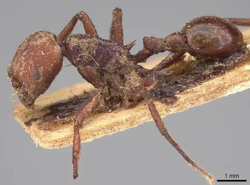 Pogonomyrmex serpens specimen CASENT0914376 image casent0914376_3