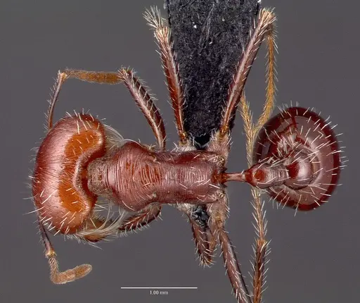 Pogonomyrmex snellingi specimen CASENT0006269 image casent0006269_1
