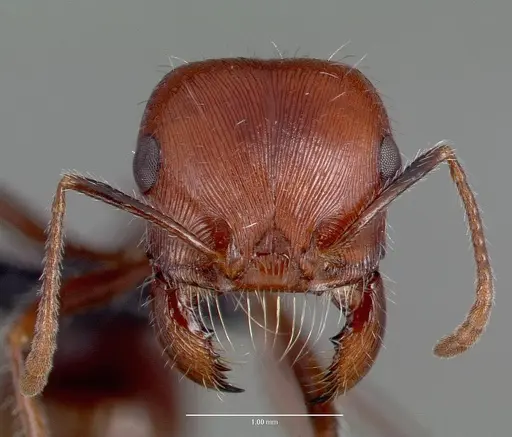 Pogonomyrmex snellingi specimen CASENT0006269 image casent0006269_2