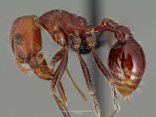 Pogonomyrmex snellingi specimen CASENT0006269 image casent0006269_3