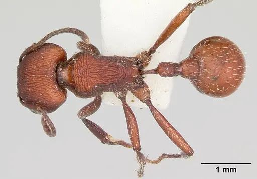 Pogonomyrmex spinolae specimen CASENT0103404 image casent0103404_1