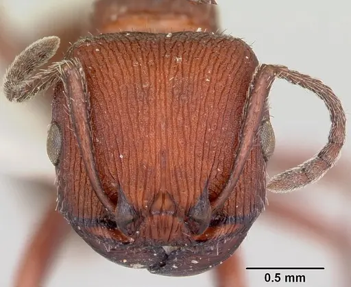 Pogonomyrmex spinolae specimen CASENT0103404 image casent0103404_2
