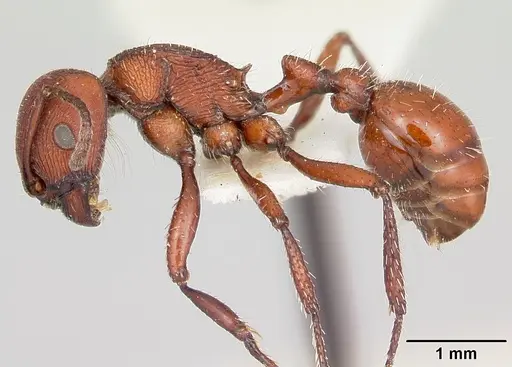 Pogonomyrmex spinolae specimen CASENT0103404 image casent0103404_3