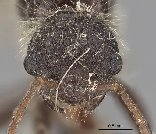 Pogonomyrmex spinolae specimen CASENT0280986 image casent0280986_2