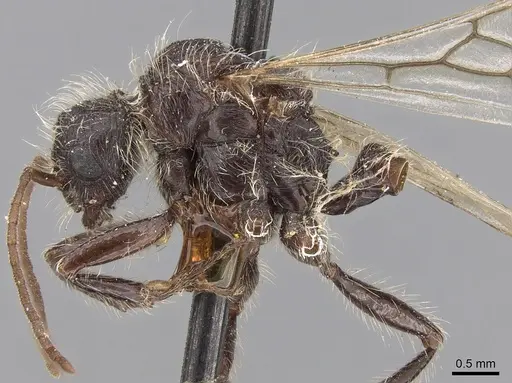 Pogonomyrmex spinolae specimen CASENT0280986 image casent0280986_3