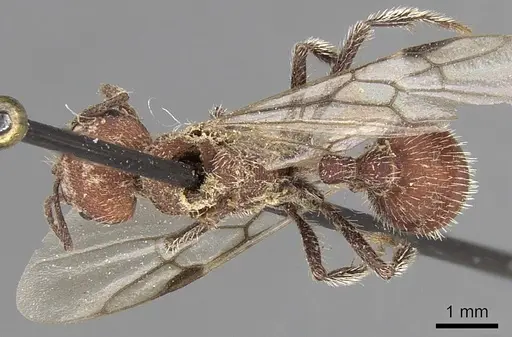 Pogonomyrmex spinolae specimen CASENT0280987 image casent0280987_1