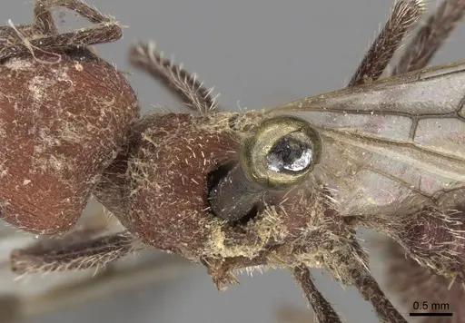 Pogonomyrmex spinolae specimen CASENT0280987 image casent0280987_2