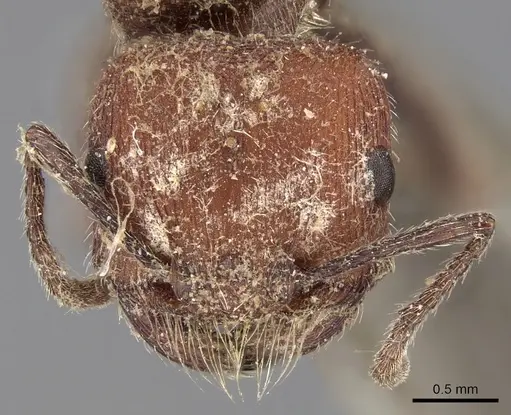 Pogonomyrmex spinolae specimen CASENT0280987 image casent0280987_3