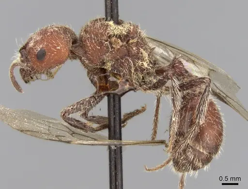 Pogonomyrmex spinolae specimen CASENT0280987 image casent0280987_4