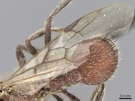 Pogonomyrmex spinolae specimen CASENT0280987 image casent0280987_5