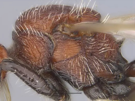 Pogonomyrmex spinolae specimen CASENT0869792 image casent0869792_2