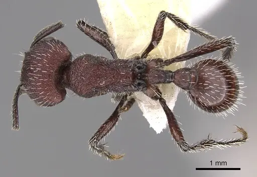 Pogonomyrmex spinolae specimen CASENT0914359 image casent0914359_1
