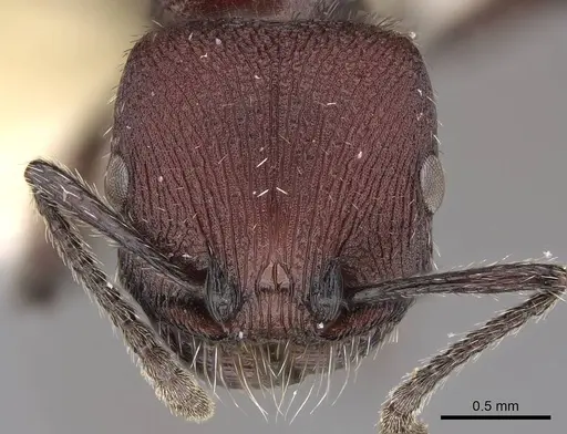 Pogonomyrmex spinolae specimen CASENT0914359 image casent0914359_2