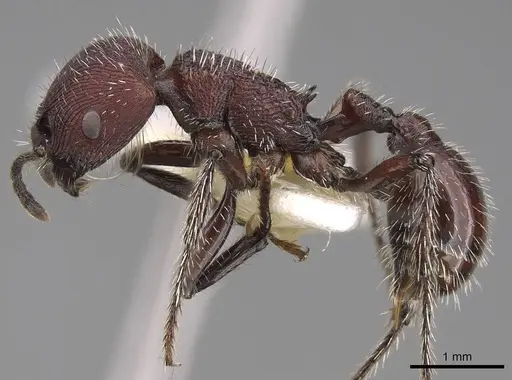 Pogonomyrmex spinolae specimen CASENT0914359 image casent0914359_3
