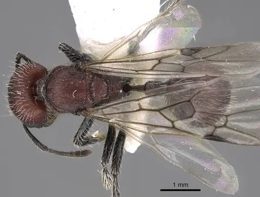 Pogonomyrmex spinolae specimen CASENT0914360 image casent0914360_1